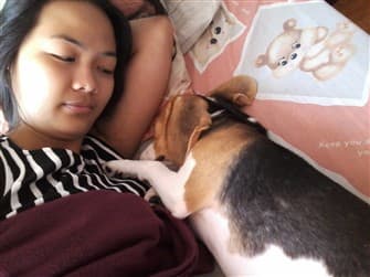beagle-cuddled-up-to-owner